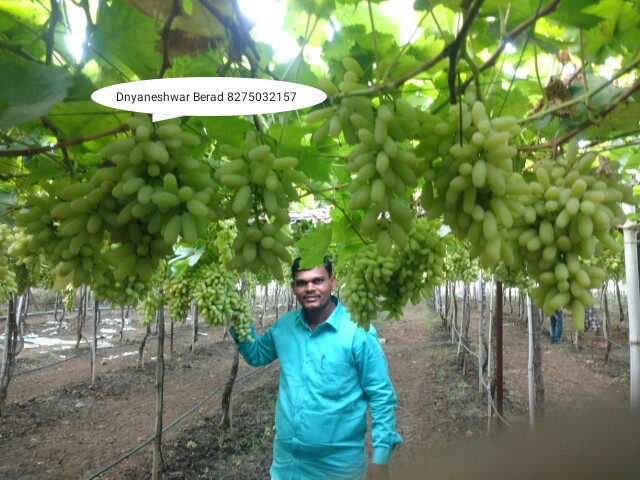 Green Planet Bio Products Nashik Mobile  shop Nashik